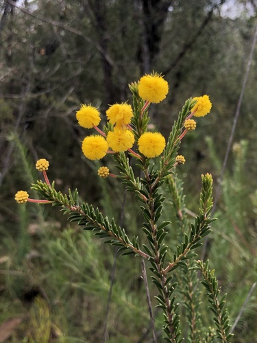 Acacia beadleana (Acacia beadleana)