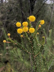 Acacia beadleana (Acacia beadleana)