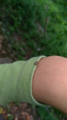 Cryptocephalus luteosignatus