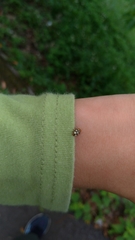 Cryptocephalus luteosignatus