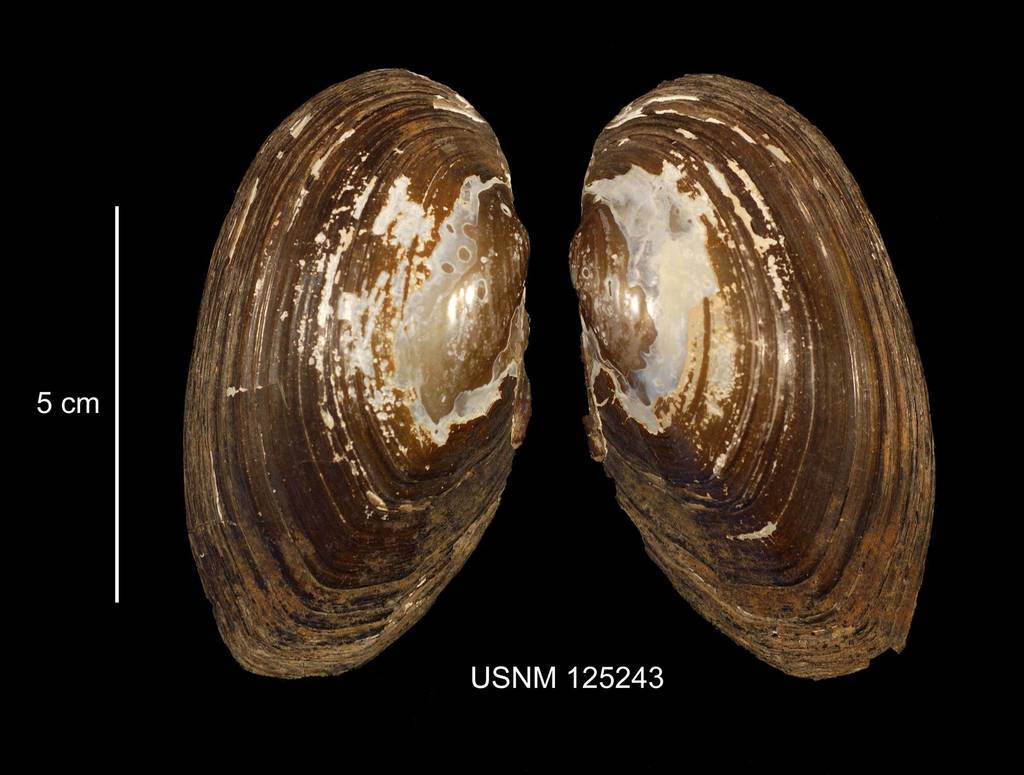 Utterbackiana