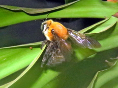 Xylocopa