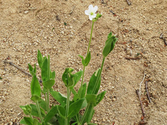 Cerastium pauciflorum