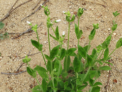 Cerastium pauciflorum