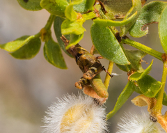 Bootettix argentatus