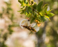 Bootettix argentatus