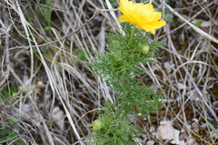 Adonis apennina