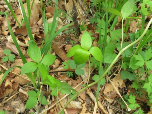 Codonopsis lanceolata iNat (1)
