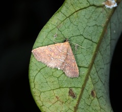 Cerynea punctilinealis