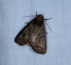Condica illecta