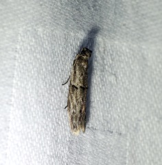 Copamyntis leptocosma