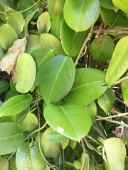 Hoya