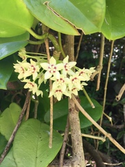 Hoya