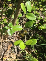 Hoya