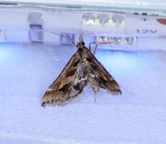 Diasemia accalis