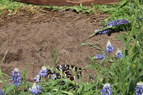 iNaturalist observation photo of California King Snake