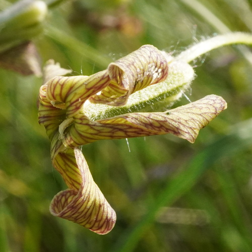 Image of Hesperis tristis by (c) Patrick Hacker, some rights reserved (CC BY)