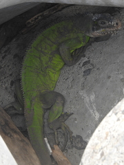 Iguana delicatissima