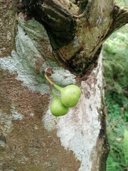Ficus variegata garciae