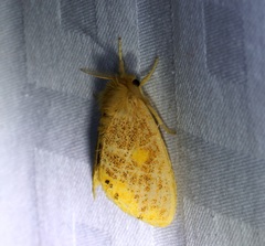 Euproctis quadrangularis