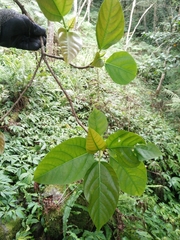 Ficus variegata garciae