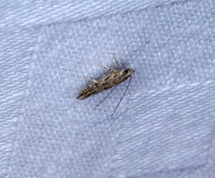 Metharmostis multilineata