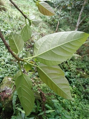Ficus variegata garciae