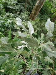 Lithocarpus lepidocarpus