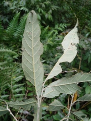 Lithocarpus lepidocarpus