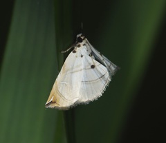 Trichophysetis hampsoni