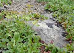 Bupleurum triradiatum