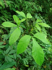 Crateva adansonii formosensis