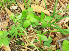 Codonopsis lanceolata