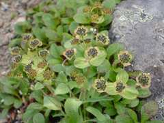 Bupleurum triradiatum