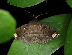 Adrapsa quadrilinealis