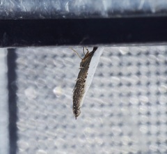 Lycophantis chalcoleuca