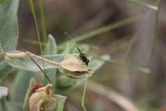 Adela australis