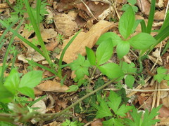 Codonopsis lanceolata