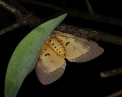 Asota plaginota