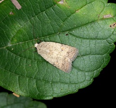 Athetis bremusa