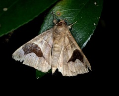 Bastilla joviana