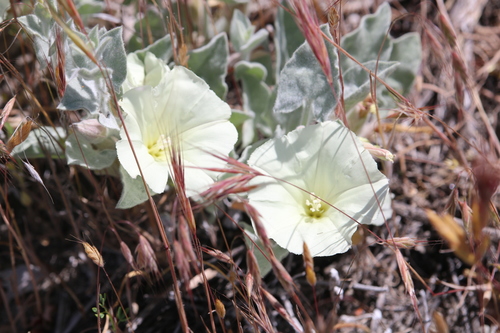iNaturalist observation photo of Sierra False Bindweed
