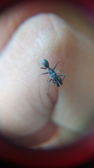 Myrmarachne jacksoni