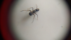 Myrmarachne jacksoni