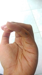 Myrmarachne jacksoni