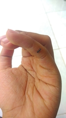 Myrmarachne jacksoni