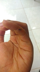 Myrmarachne jacksoni