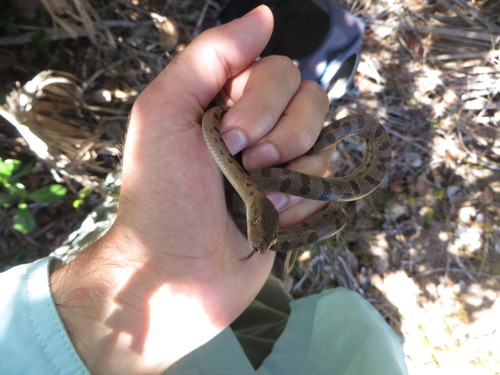 Abaco Island Boa