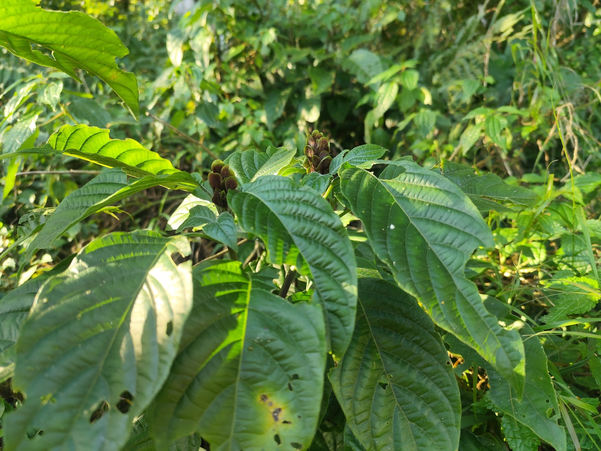 Justicia carnea