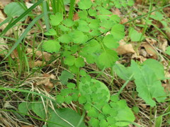 Thalictrum aquilegiifolium sibiricum